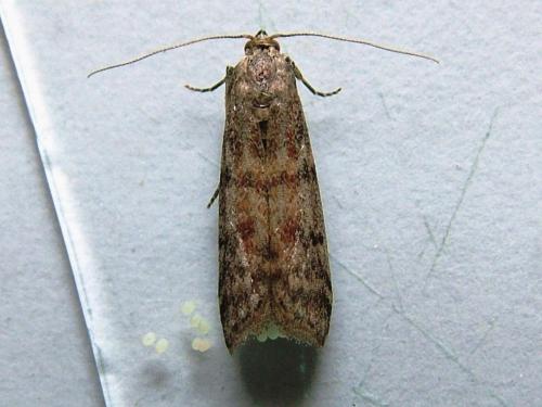 Réf. 255 190 : Ephestia sp.